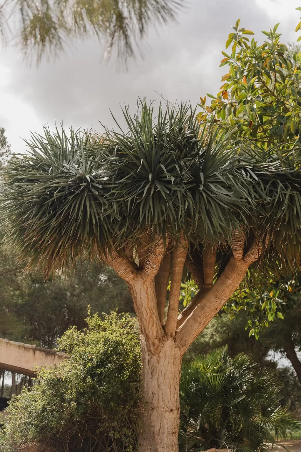 Lush tropical tree surrounded by Mediterranean greenery at Finca Son Sampol.