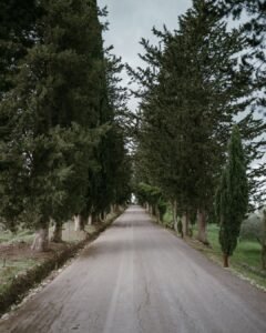 A scenic tree-lined road leading to Rosewood Castiglion del Bosco, framed by towering cypress trees.
