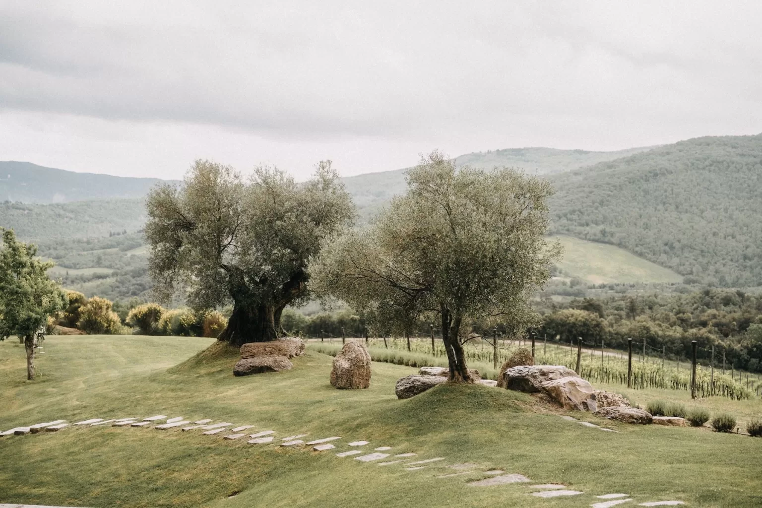 Peaceful view of ancient olive trees and rolling hills on the grounds of Castello di Casole.
