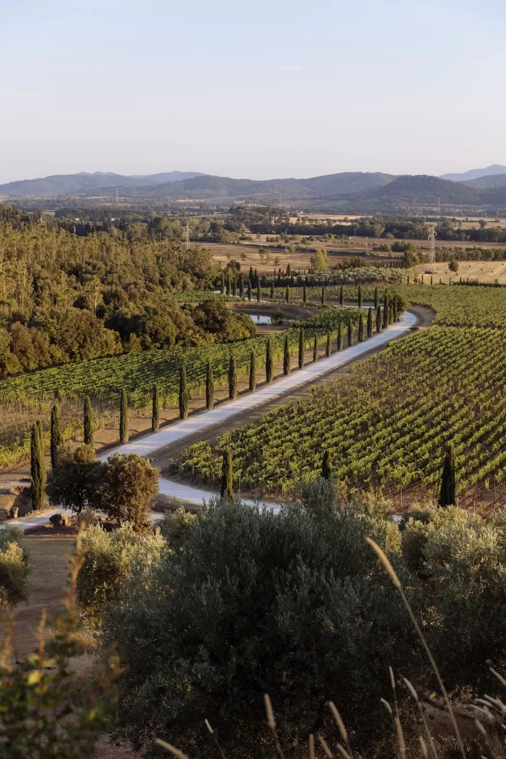 Winding cypress-lined road through the vineyards at Conti di San Bonifacio, bathed in golden evening light.
