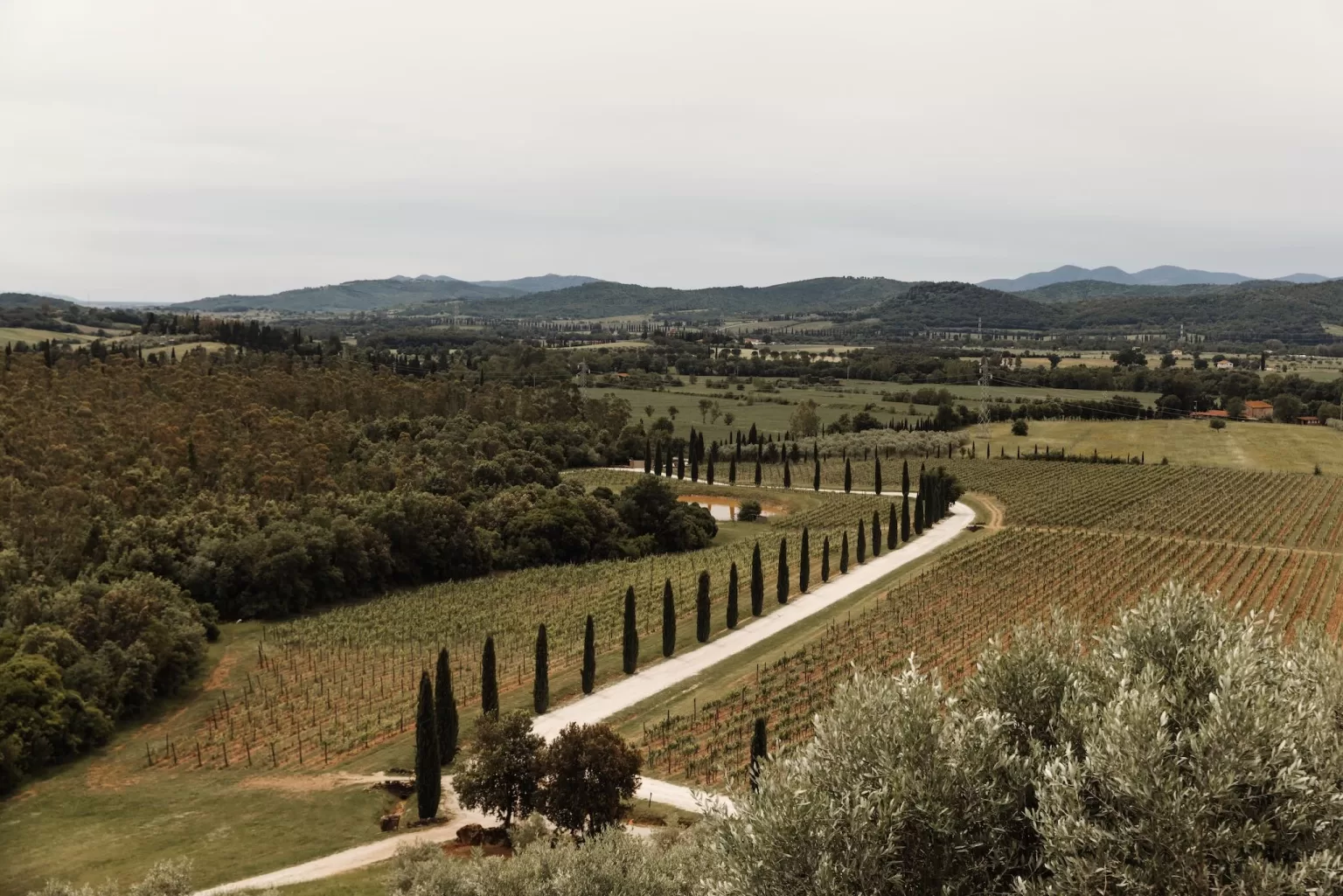 Sweeping view of the vineyards, cypress-lined paths, and rolling countryside at Conti di San Bonifacio.