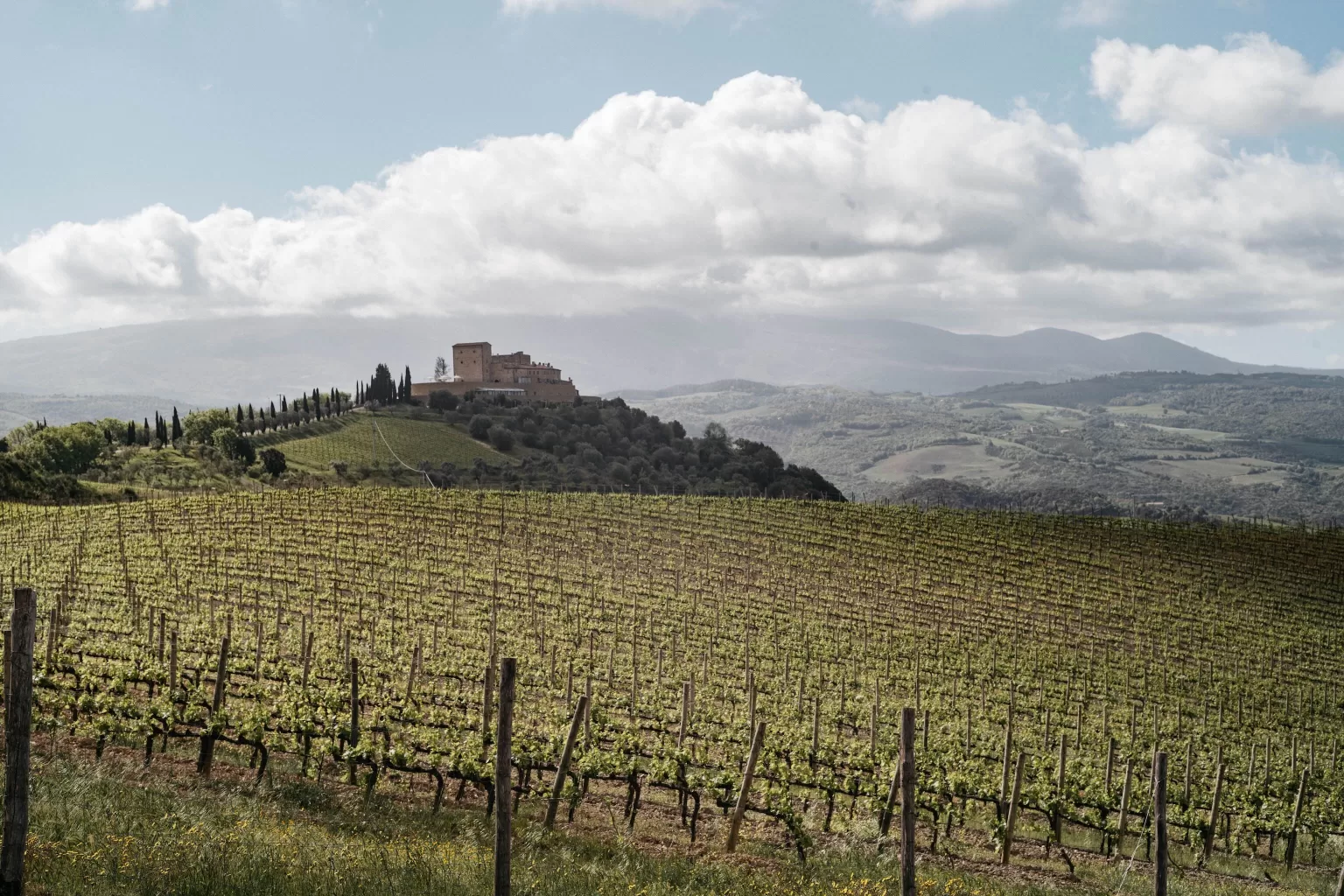 Vineyards stretching up to Castello di Velona perched on a Tuscan hill.