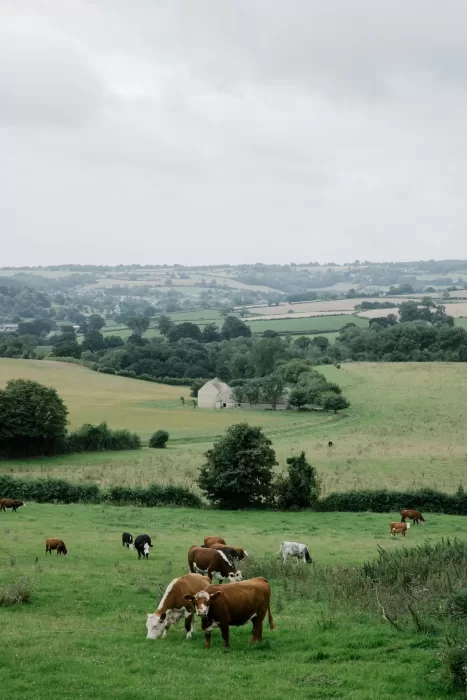 Rolling English countryside surrounds Euridge Manor, with grazing cows in the foreground and soft hills in the distance.