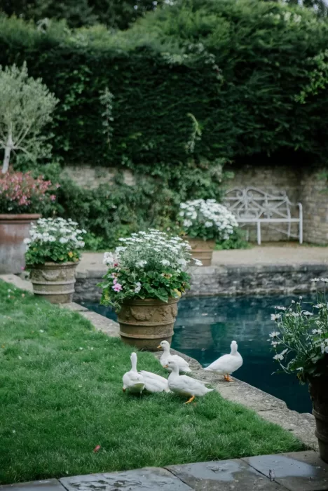 White ducks walking on grass surrounded by blooming flower pots beside the pond at Euridge Manor.