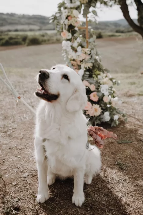Adorable white dog with floral collar sitting happily at wedding ceremony at Podere Calvaiola.