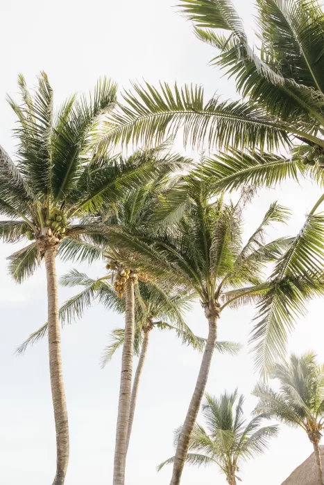 Towering palm trees swaying in the light breeze above Villa La Joya’s beachfront garden.