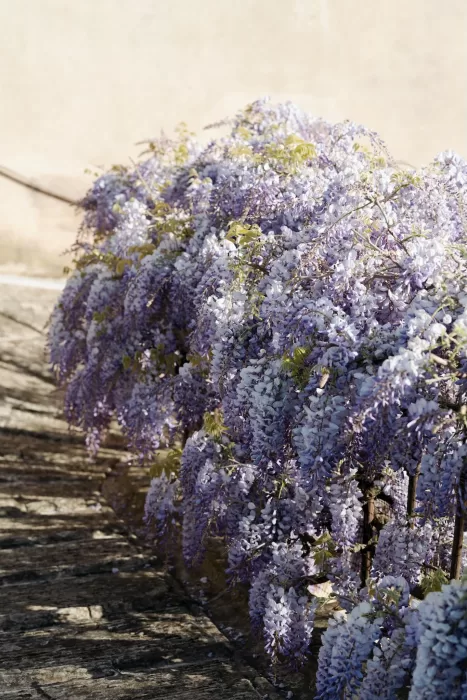 Close-up of lilac wisteria in full bloom on the sunlit stone terrace at Villa Medicea di Lilliano.