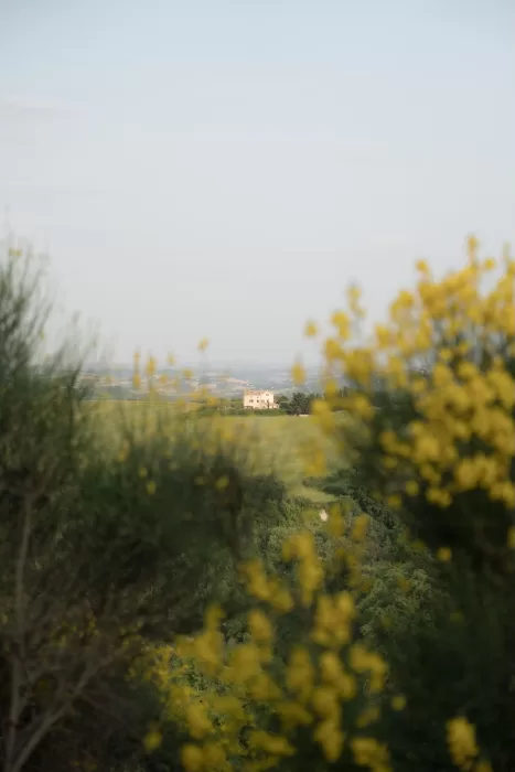 Distant view of Casa Olivi framed by soft yellow flowers and green hills under a pale sky.