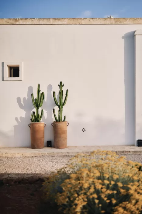 Minimalist courtyard scene with tall cacti in terracotta pots at Masseria Calderisi