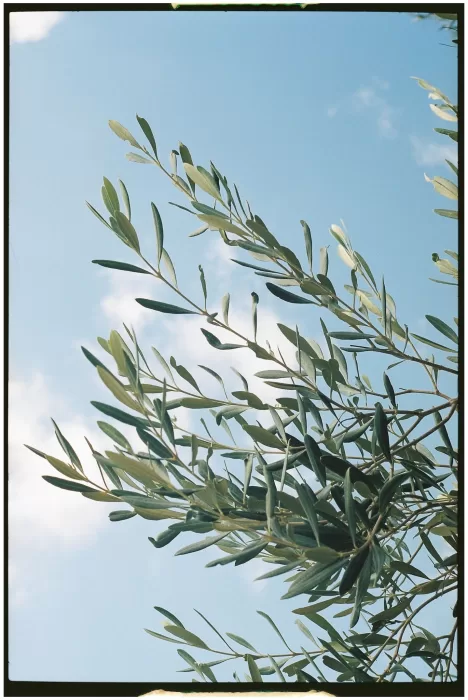 Softly lit olive tree branches sway against a bright blue sky at Masseria Monitilli, evoking a peaceful Mediterranean setting.
