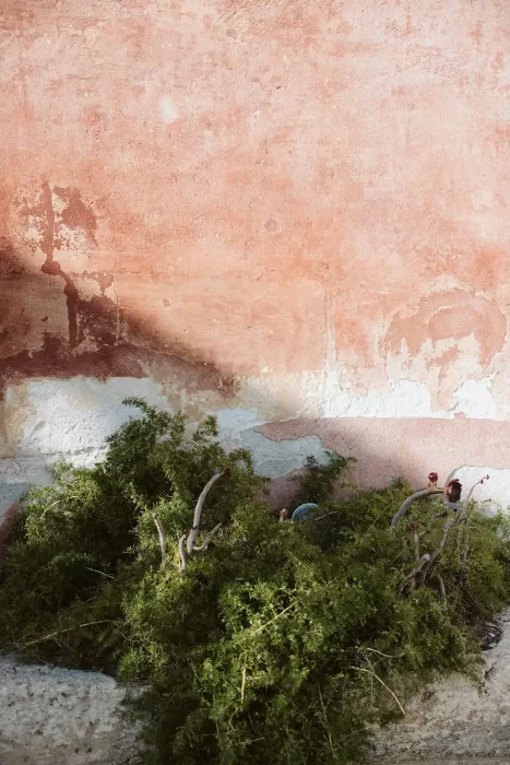 Rustic terracotta wall with greenery at the base, showing Masseria Spina’s natural charm.