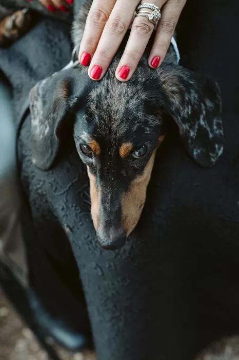 Close-up of the couple’s dachshund being gently petted during the wedding at Masseria Spina.