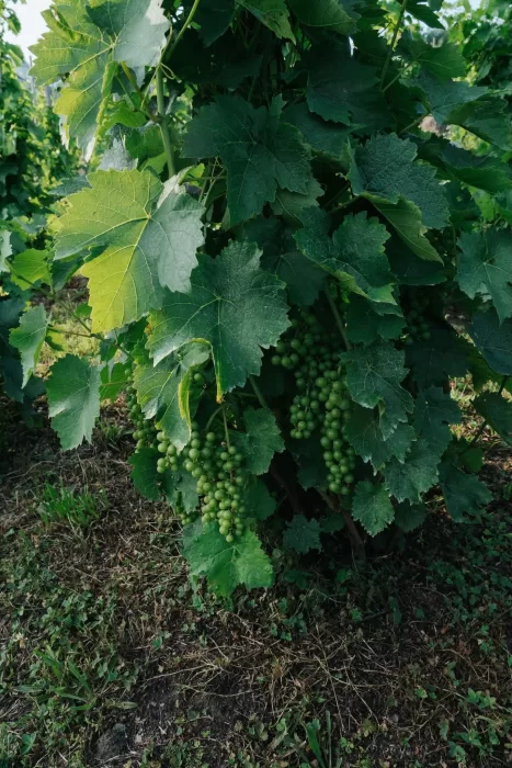 Close-up of lush green grapevines in the vineyard at Château Ste. Agnès, showing clusters of ripening grapes.