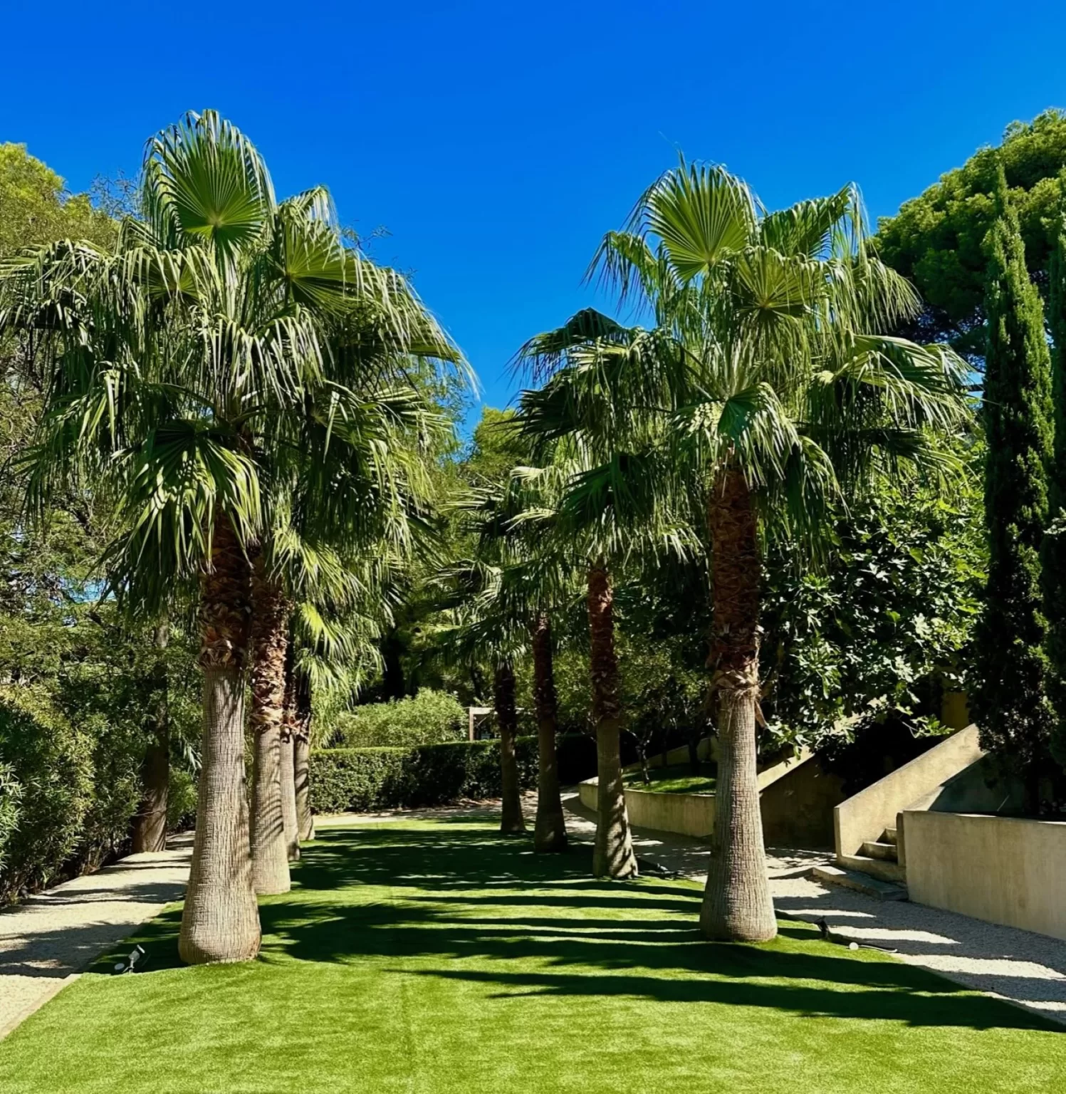 Row of palm trees casting shadows over manicured lawns at Domaine de Canaille.
