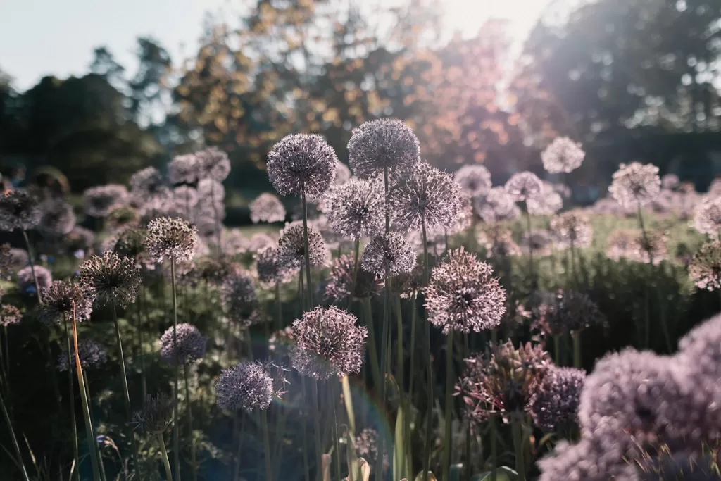 Purple garden flowers glowing in the evening light at Middleton Lodge.
