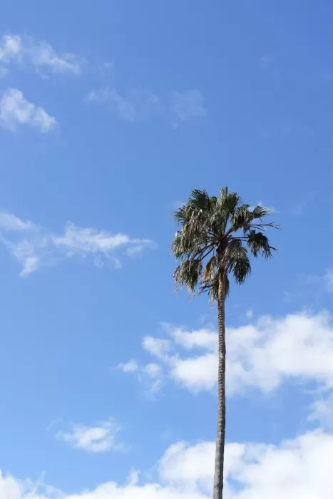 Tall palm tree against a bright blue sky, capturing the sunny setting of Next Chapter Events.