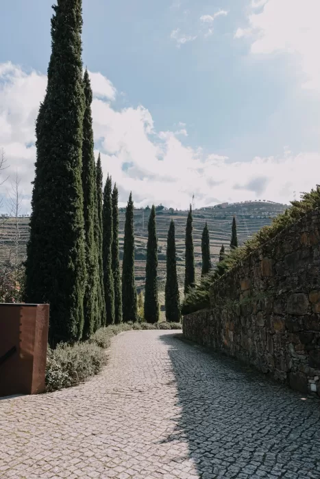 Cypress-lined cobblestone path leading through vineyards at Six Senses Douro Valley.