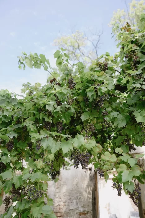 Ripe grapes hanging from lush vines in the vineyard at Winery Hans Igler.
