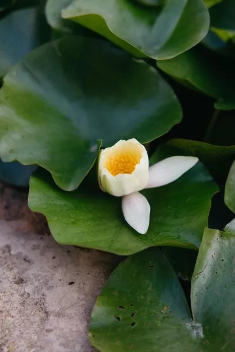 White water lily blooming among green leaves at Finca Son Collell