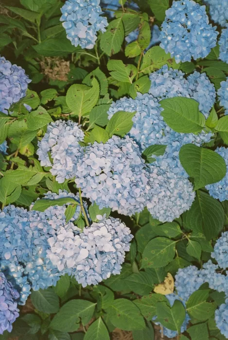 Close-up of vibrant blue hydrangea blooms in the garden at House Boheme.