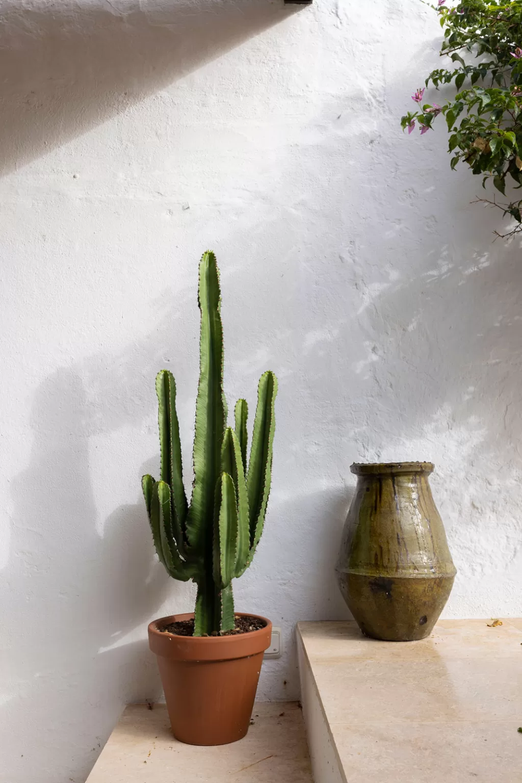 Sunlit cactus in terracotta pot beside a rustic jar against a whitewashed wall, by Sus Pons.
