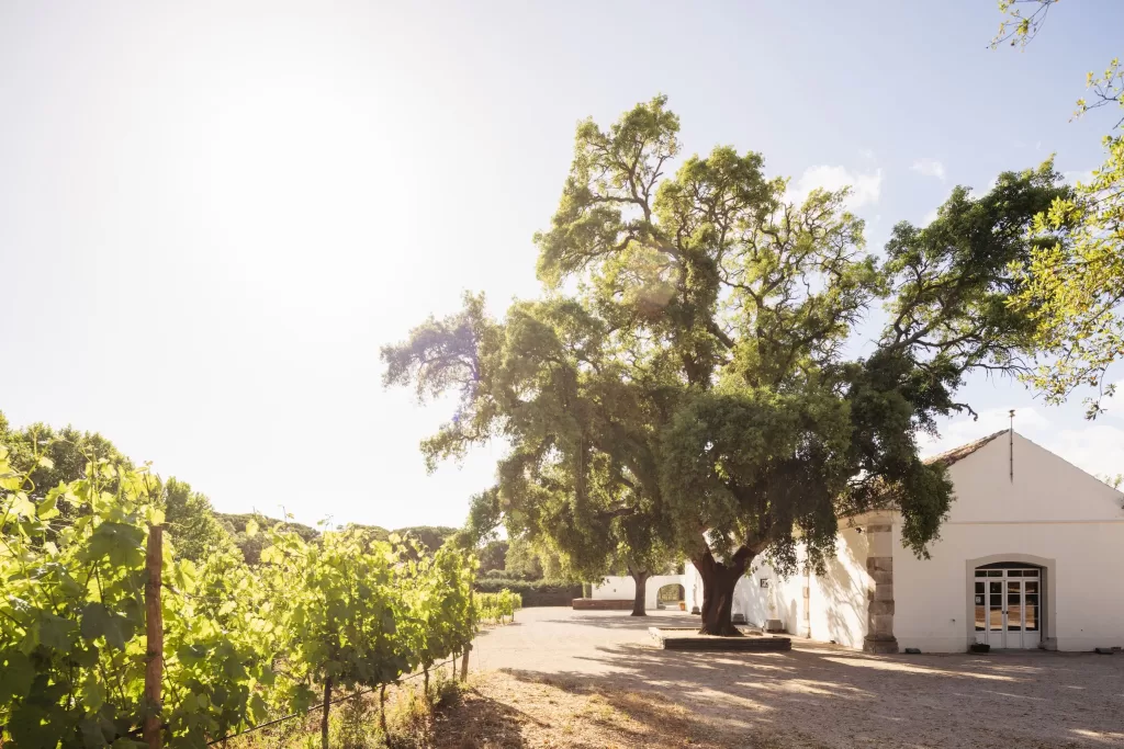 Photo courtesy of Herdade do Perú