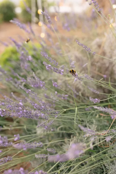 Soft close-up of lavender blooming at Casa Arte with bees gathering nectar in the evening light.