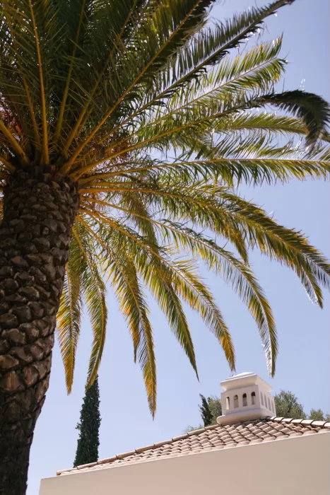Sunlit palm tree arching over the tiled roofline of Casa Arte, highlighting the venue’s Mediterranean charm.