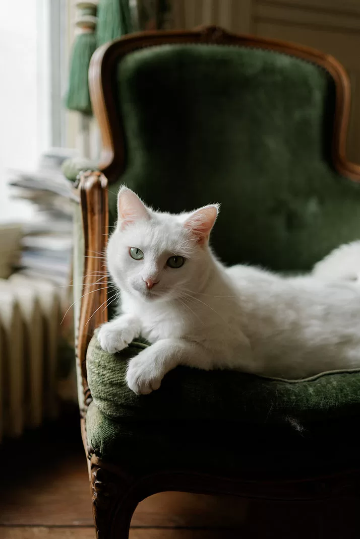 White cat relaxing on a green velvet chair by the window inside Château du Prieuré.
