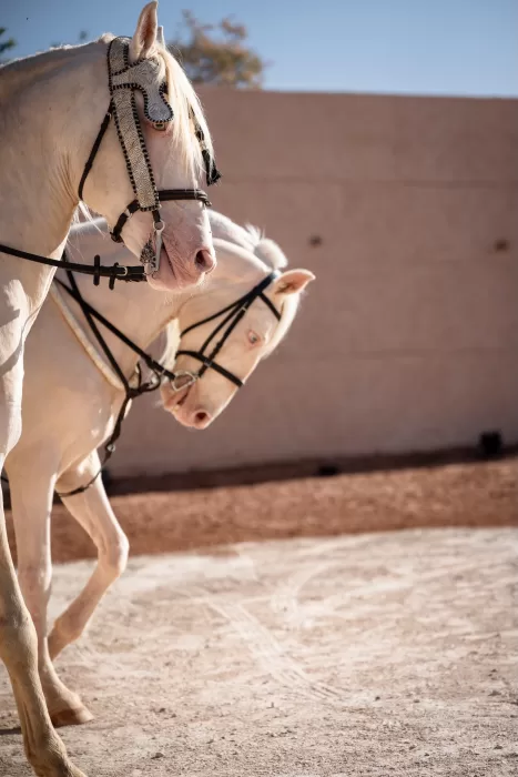 Elegant white horses with ornate bridles standing in sunlight at Jnane Tamsna.