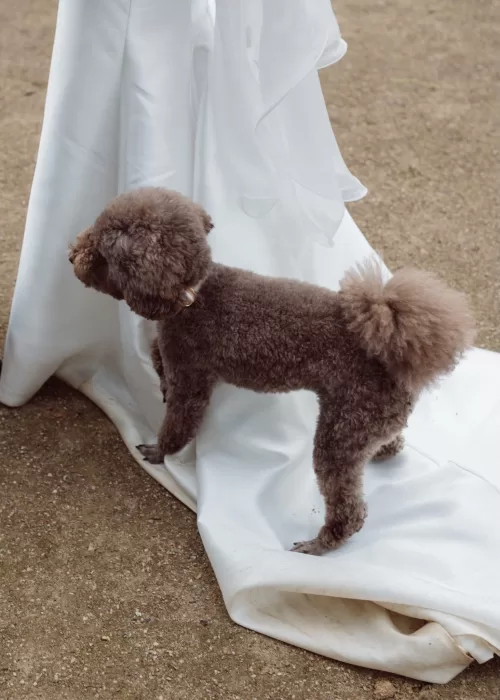 Wedding dog standing beside the bride’s dress during a Malpils Manor wedding, adding a playful and personal moment.