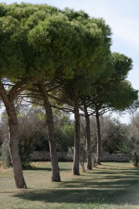 Row of umbrella pines casting soft shadows across the Masseria garden.