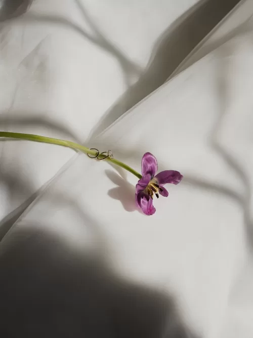 Wedding rings resting on a single purple flower in soft natural light at Vandelli Botanical Garden.