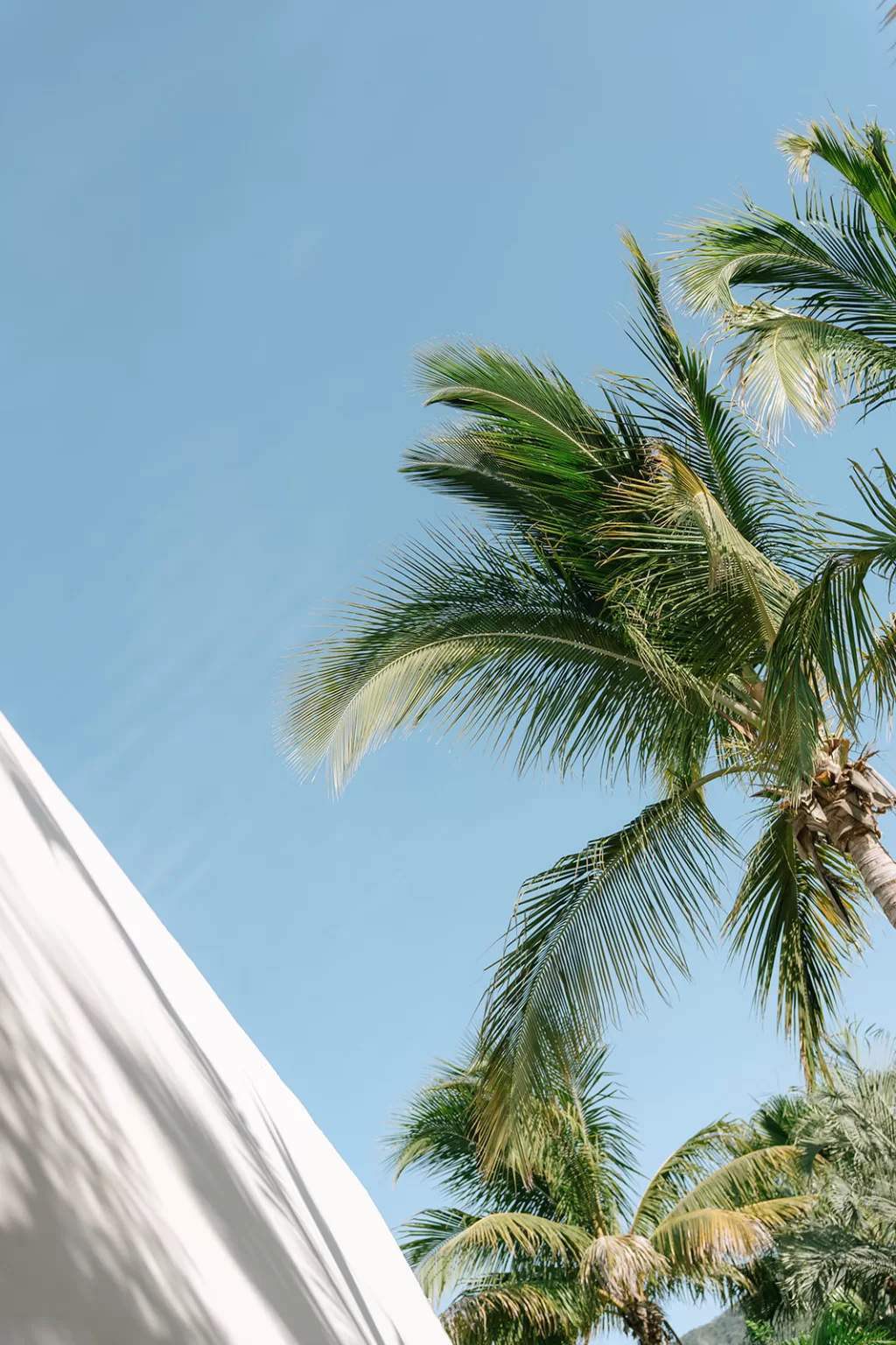 Palm trees and blue sky at Baja Luna, capturing the relaxed tropical atmosphere of the wedding venue.