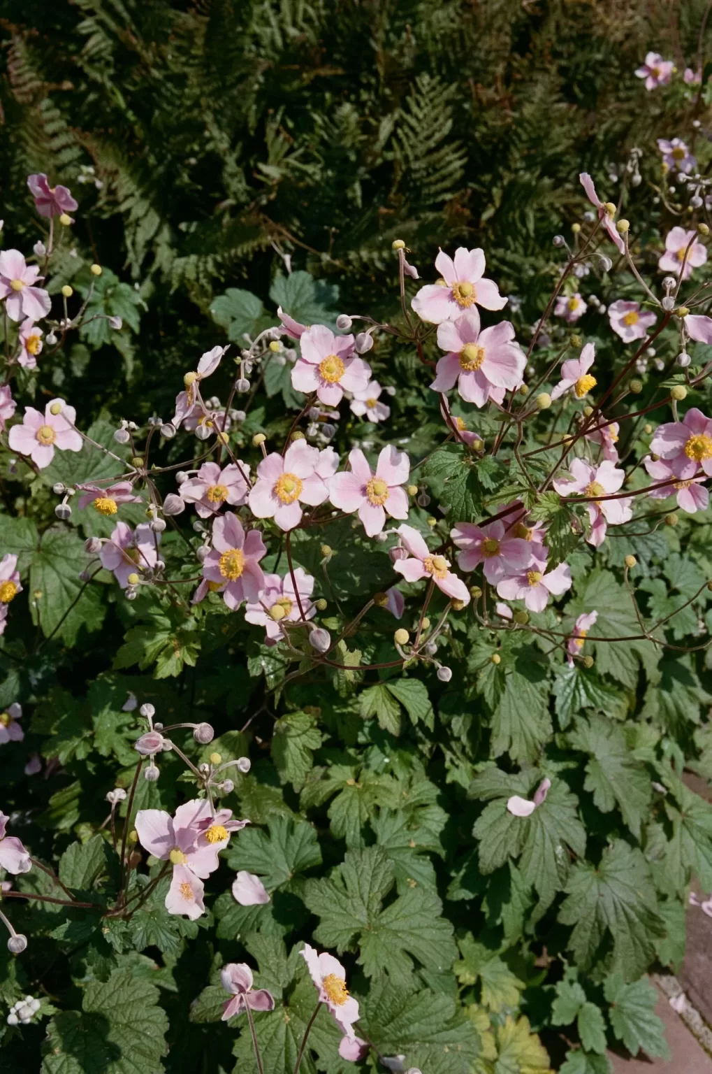 Soft pink flowers growing in the gardens at Boturich Castle.