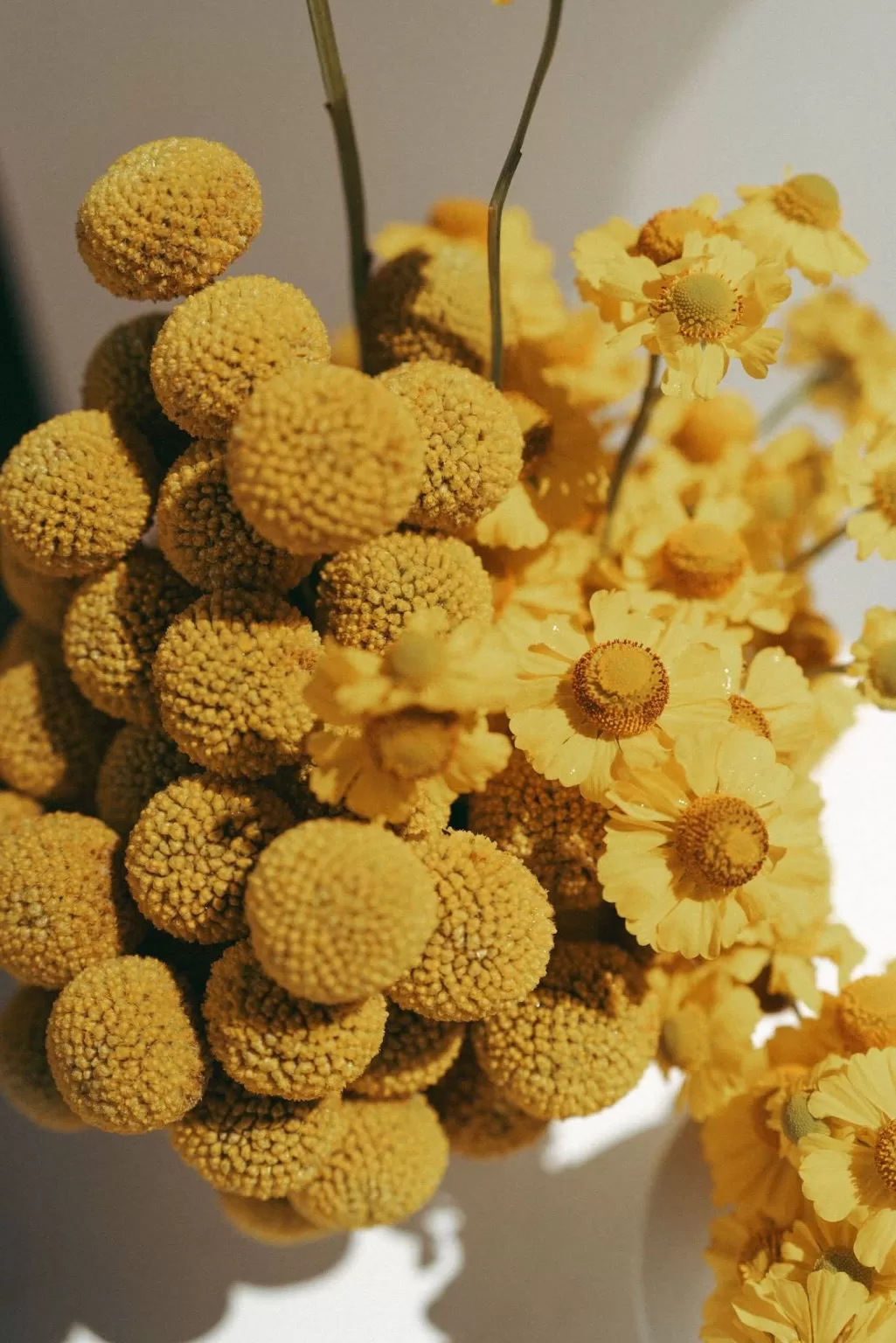 Yellow billy buttons adding a pop of color to wedding florals at Casa Sacoto