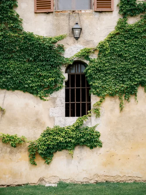 Ivy climbing around a rustic arched window on the historic façade of Castello di Celsa.