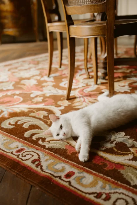 White cat resting on a patterned rug inside Château du Prieuré d’Evecquemont, adding a relaxed and lived-in feel.