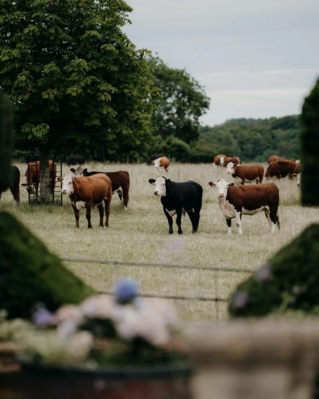 A peaceful countryside scene near Euridge Manor with cows grazing in the fields.
