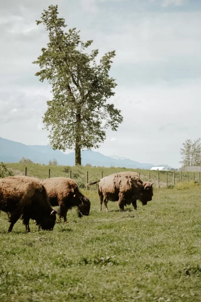 Photo courtesy of Fraser River Lodge