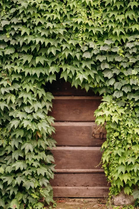 Wooden doorway framed by lush green ivy at Castello di San Fabiano