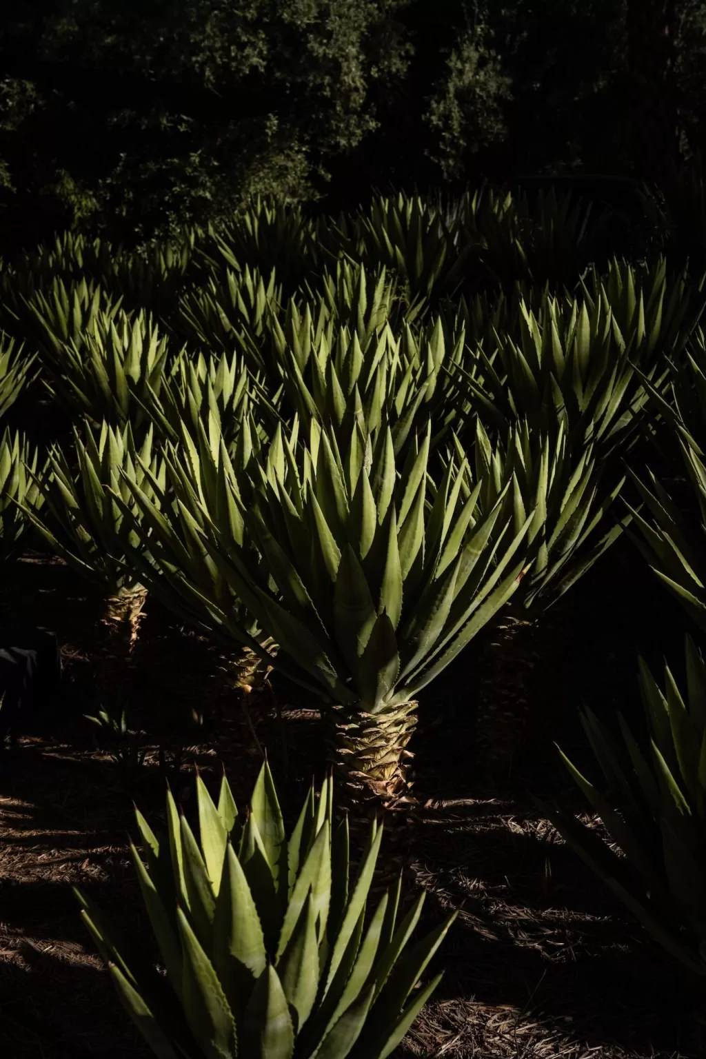 Sunlit agave plants casting long shadows in the garden at Jnane Tamsna.