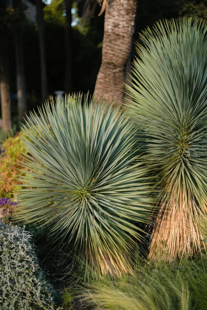 Lush garden with palm trees and Mediterranean planting at Son Marroig