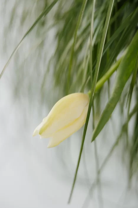 Soft focus close-up of pale yellow tulip framed by flowing greenery at Studio Sunset Chicago